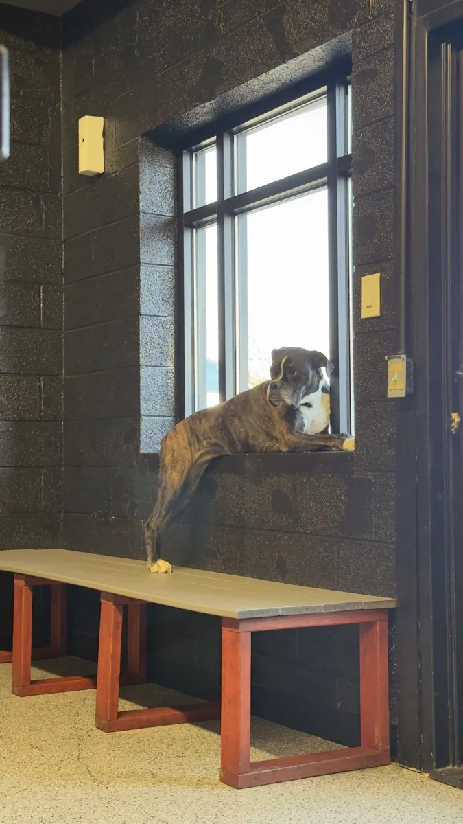 Mulan — Vickery Athletics gym dog
